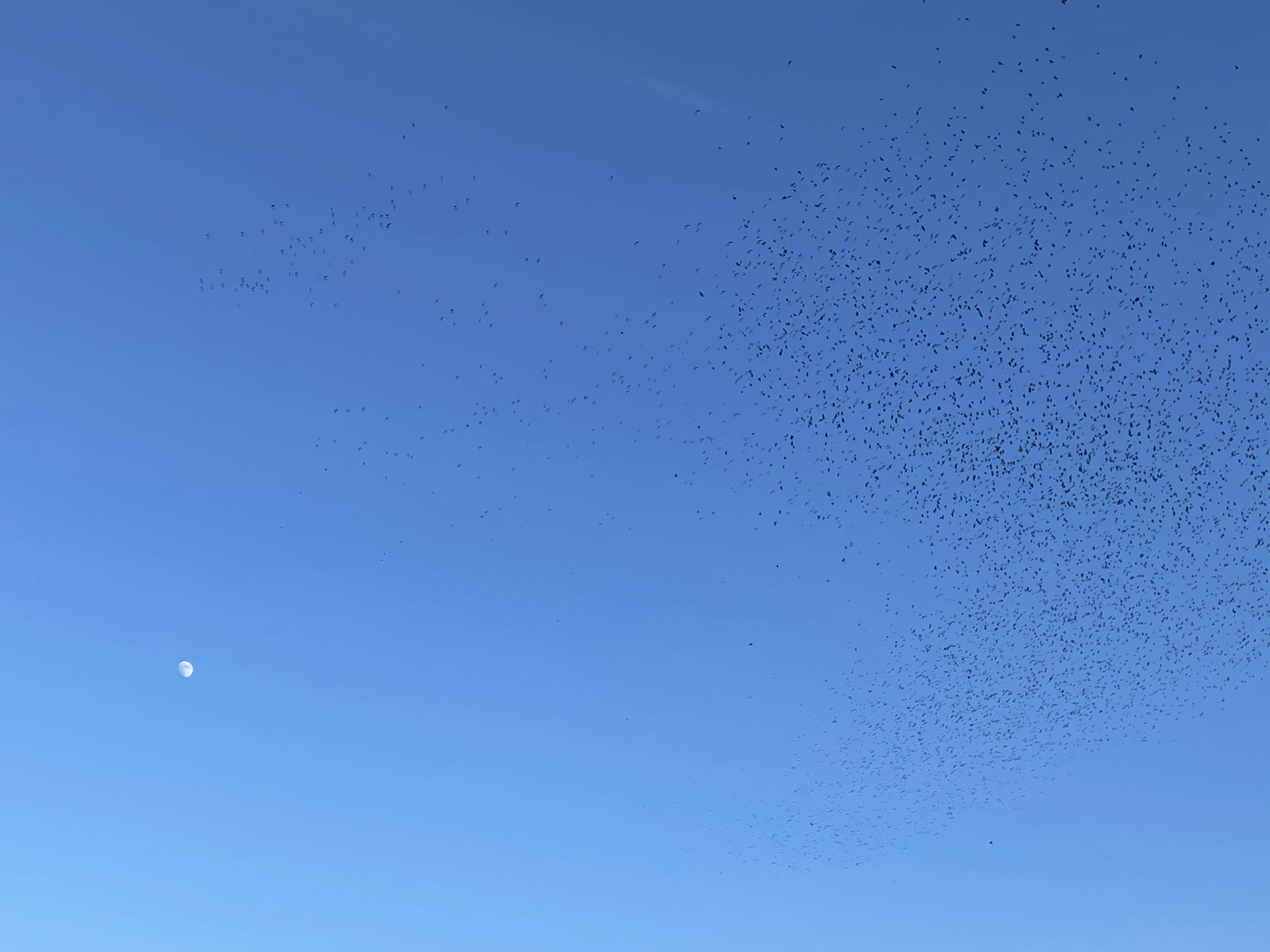 bird sky