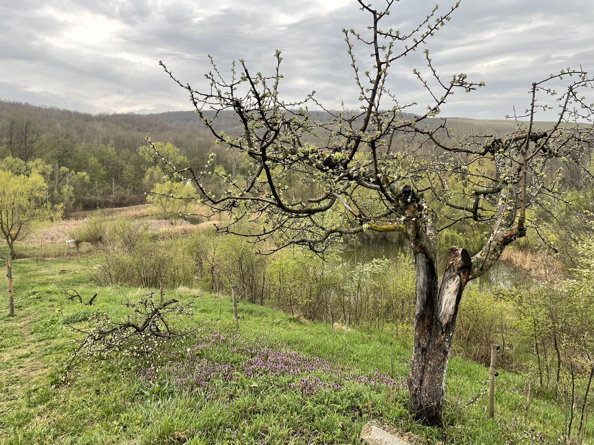 forrent with a main tree